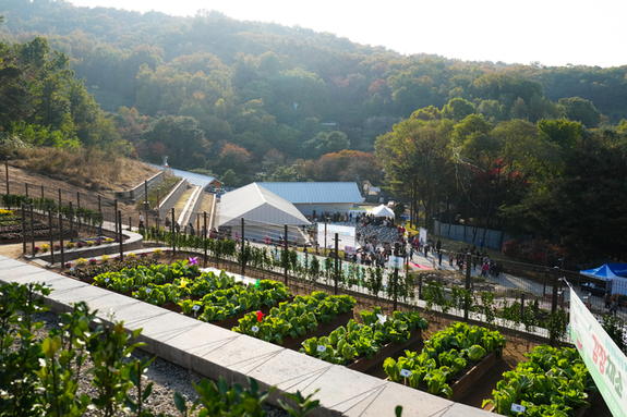 서울시, 수확의 기쁨 즐길 수 있는 자투리텃밭 9016구획 분양